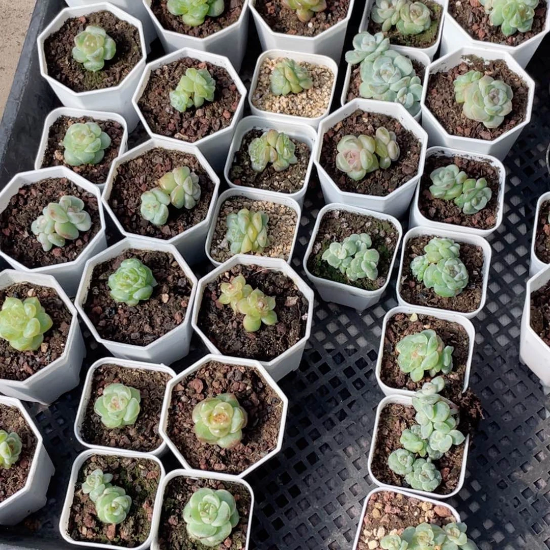 青***栀糖心冰心珍妮68组合