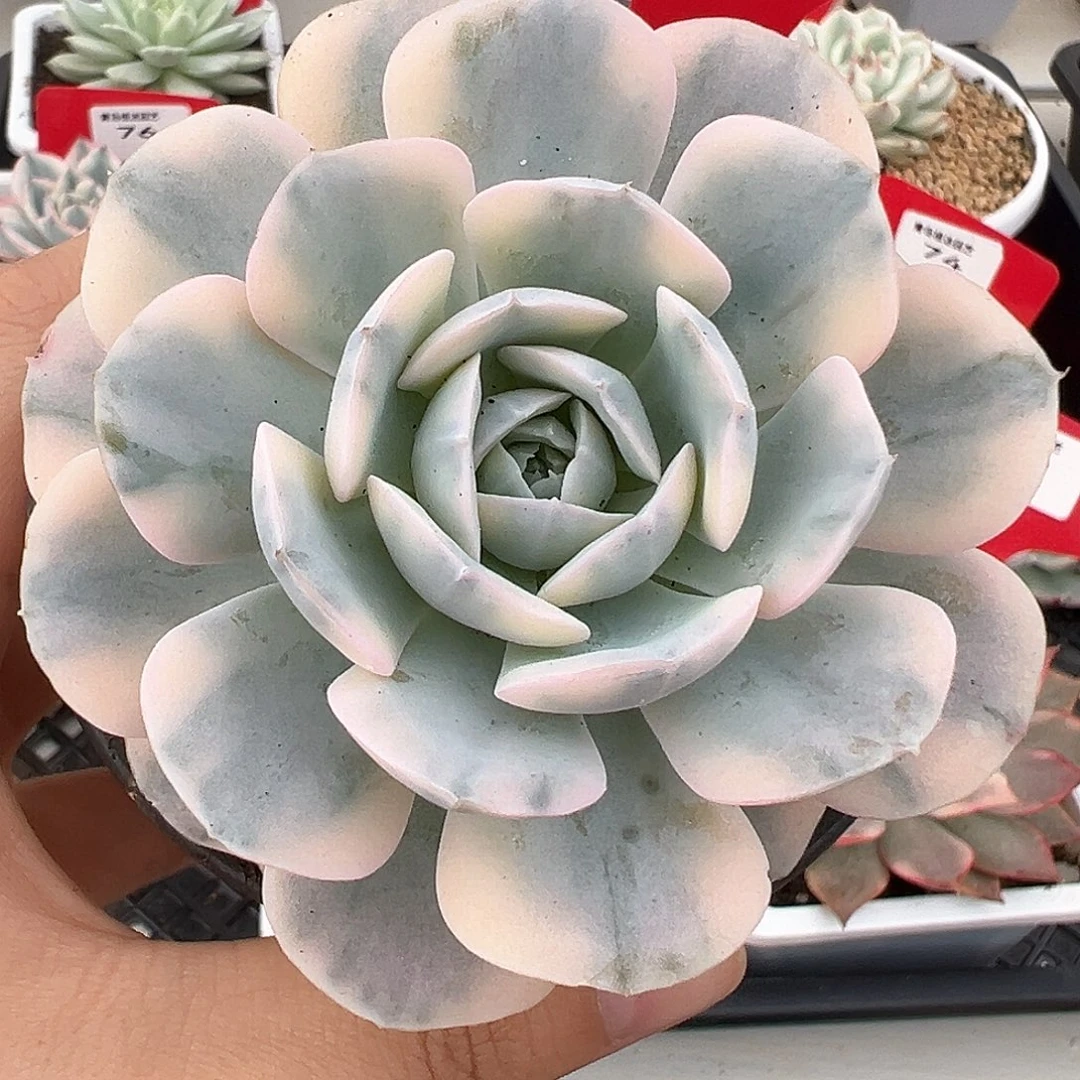 66号鲁氏石莲锦多肉植物