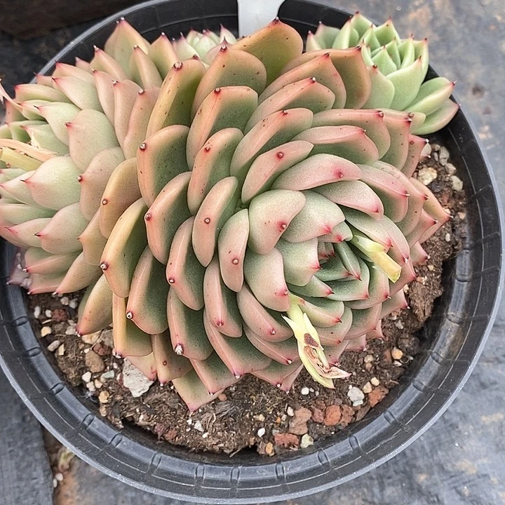 306———直播福利多肉