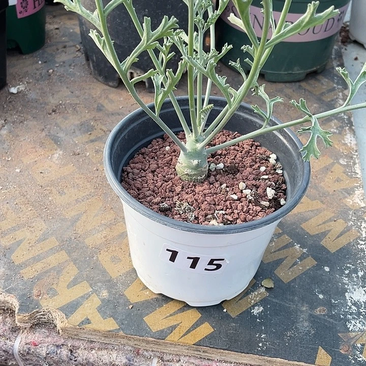 115沉香鹿茸杨葵，