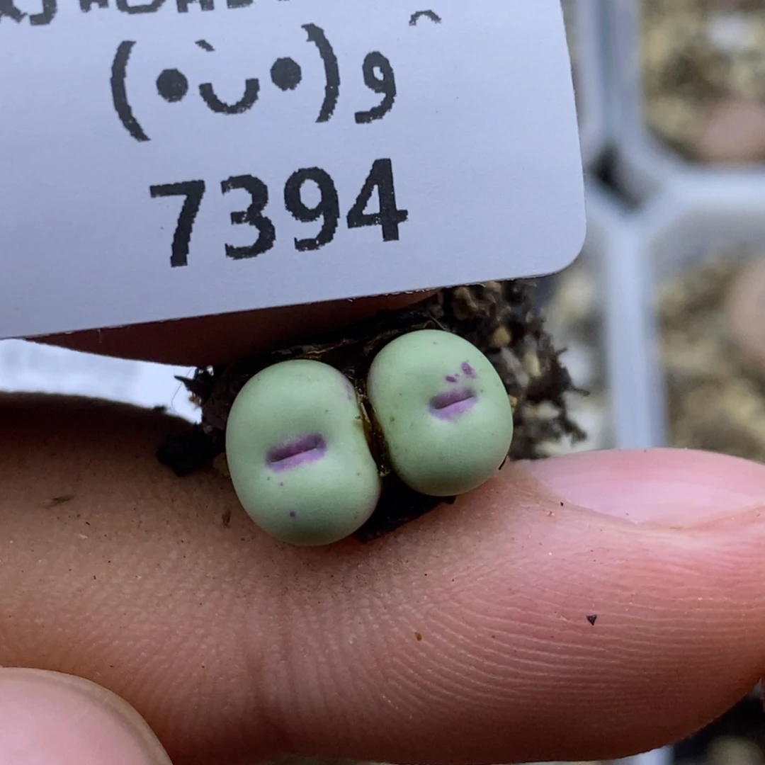 7394。1380b小红嘴。。。。。