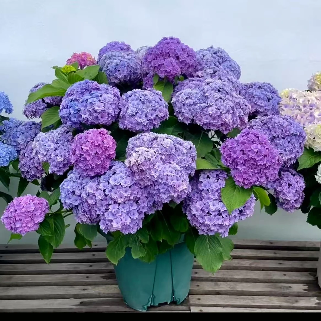 淡蓝花园【7加仑】大花绣球盆栽-花园阳台庭院绣球盆栽绿植植物