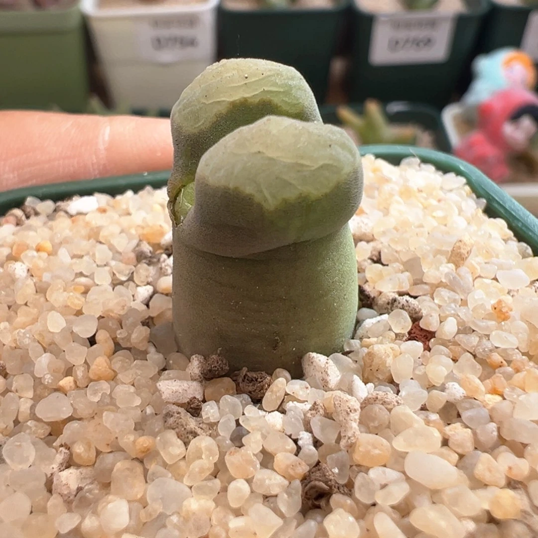 131。青蛙优选2151