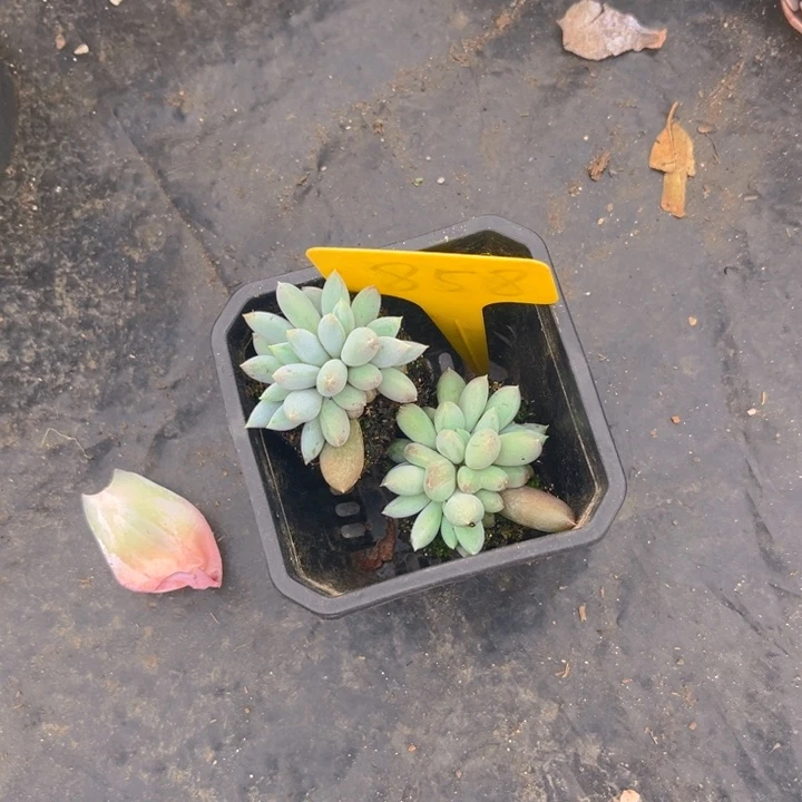 哥特多肉植物8 5 8