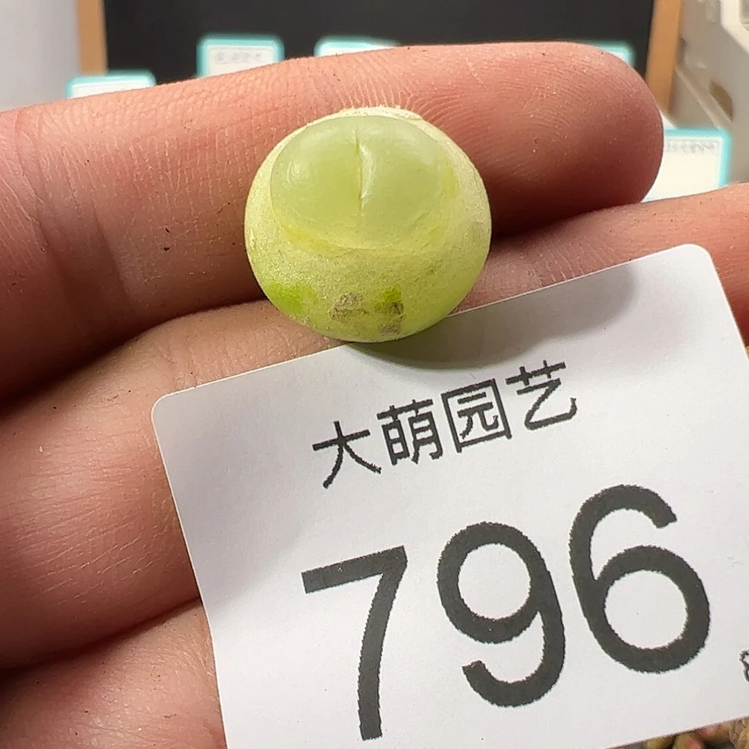 0000796 一物一拍……