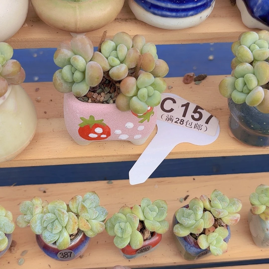巧***_C150洛神一物一拍