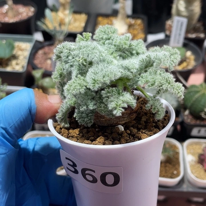 360羽叶杨葵大单头