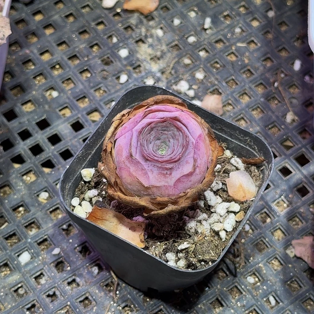 可爱泡泡，满30元非偏远包邮玻璃心慎拍