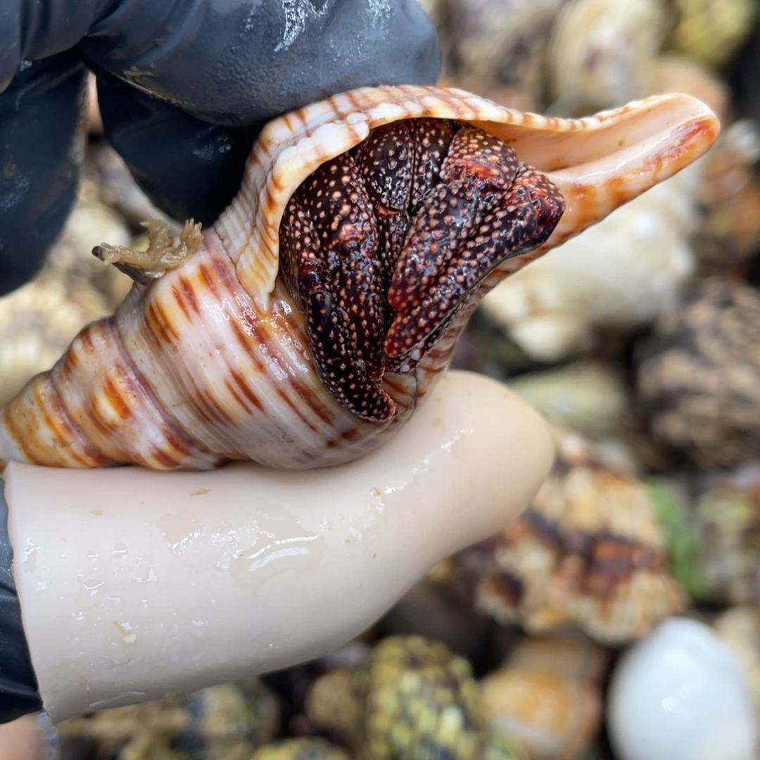 不退不换活体宠物167