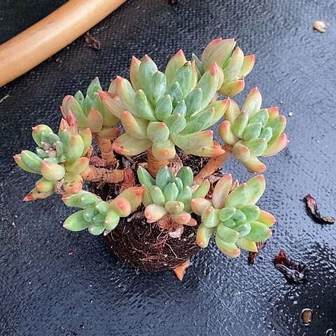 167多肉植物老桩