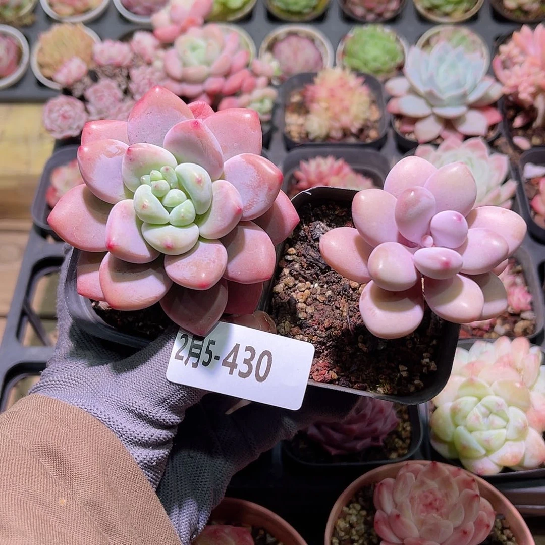 花05-430洛神➕桃蛋