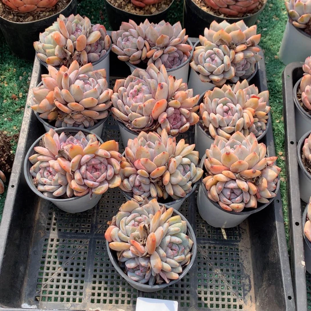 028橙子多肉植物zu he