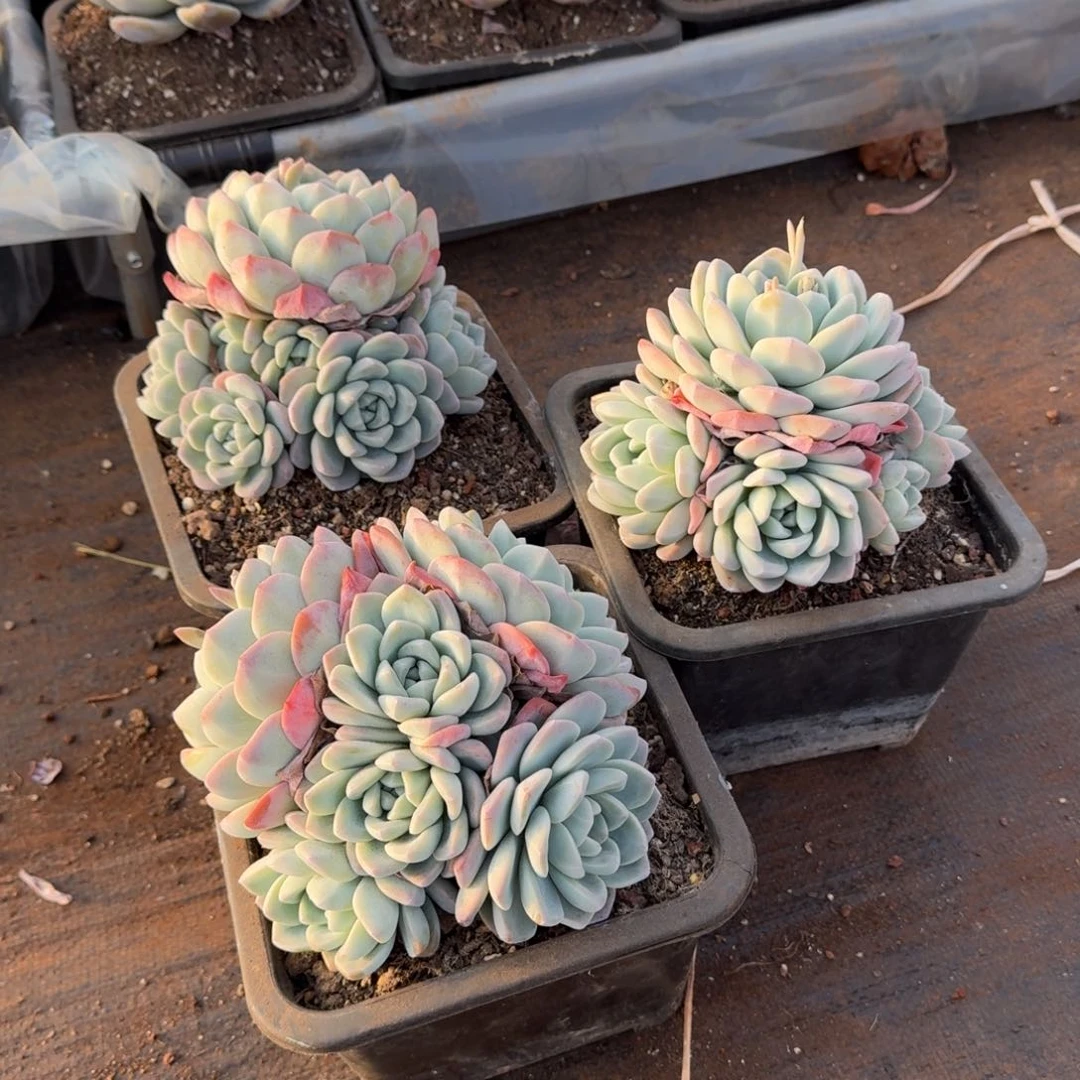 180黑方冰玉多肉植物