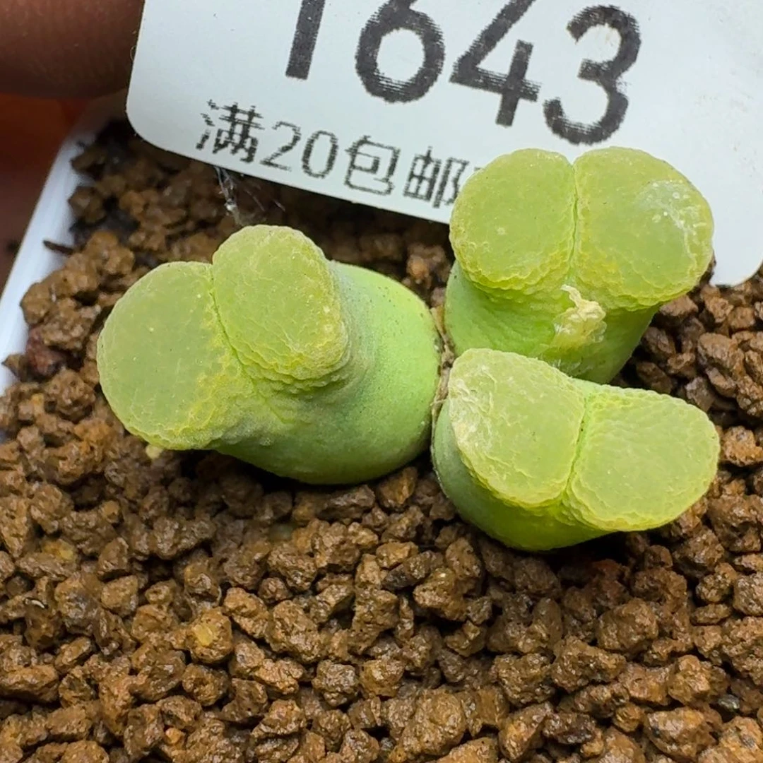 脱土发货。