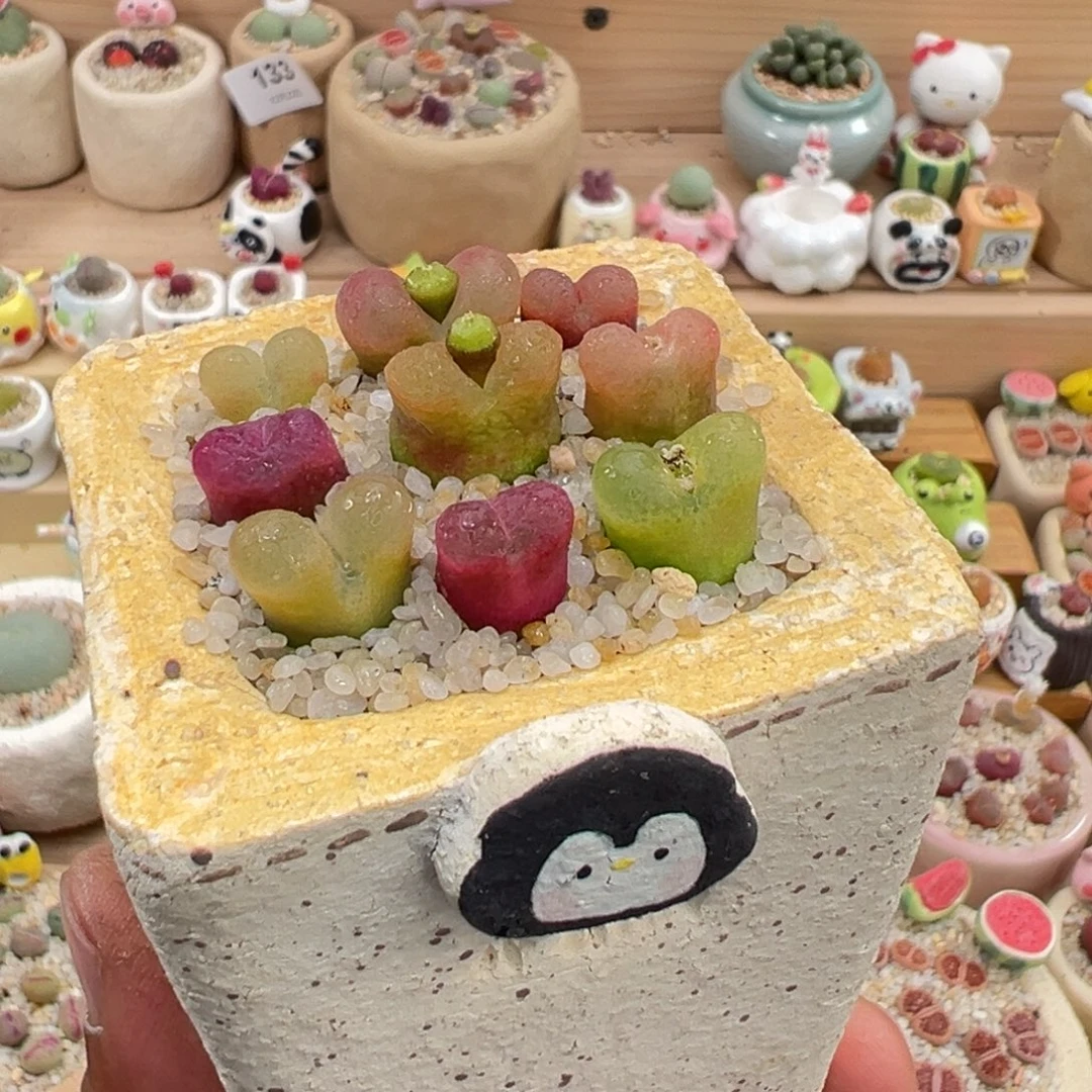 多肉植物7号毛汉尼彩拼带盆