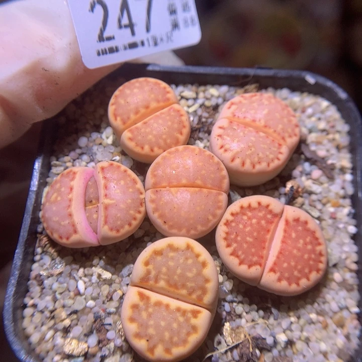 生石花多肉211.247