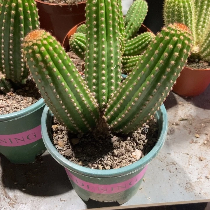 匠***人仙人球金一一物一拍