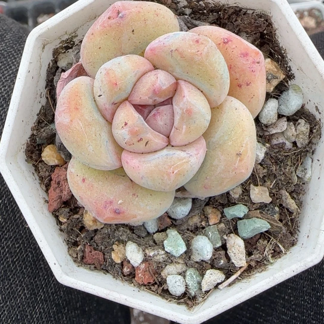 多肉小卡拉米糖心一物一拍