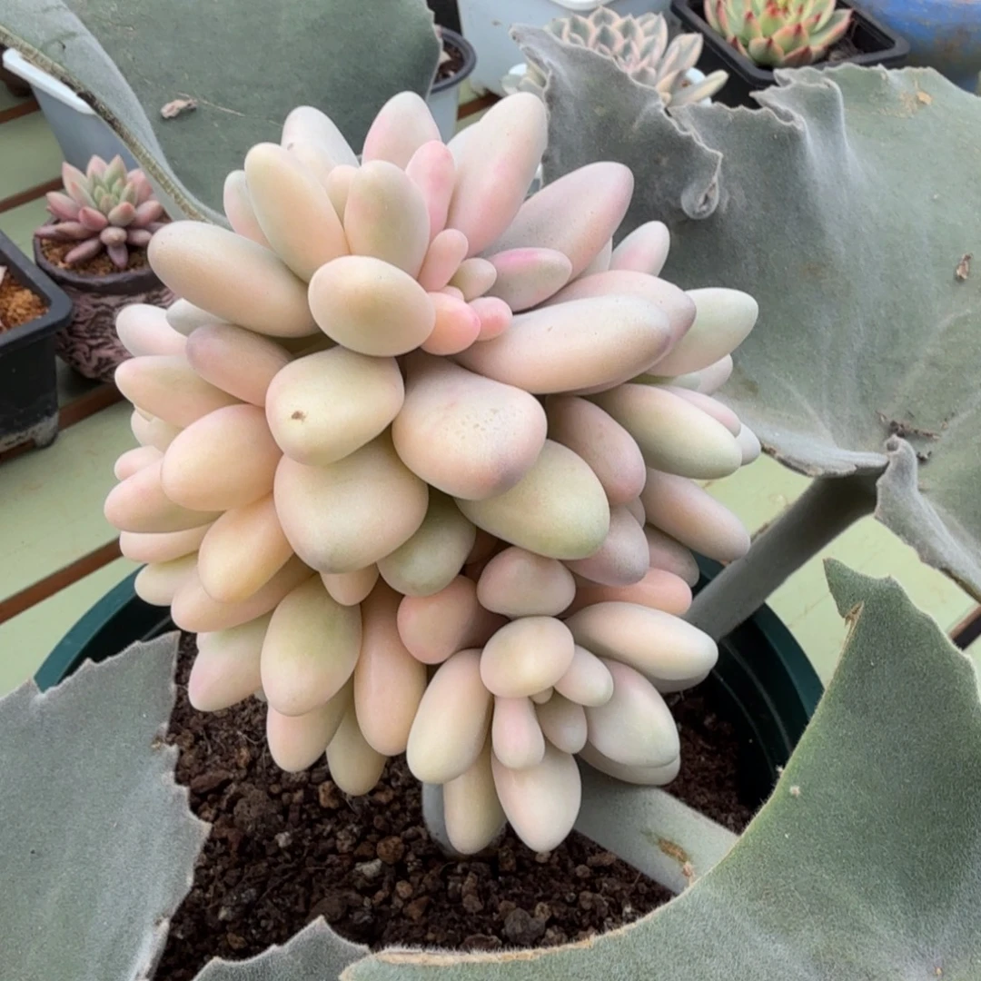 玉环美人锦上园艺一物一拍