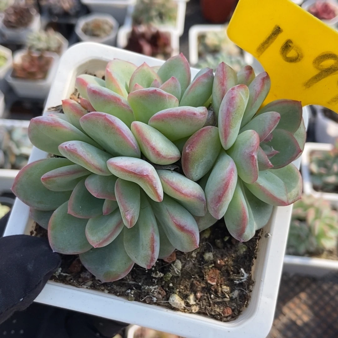 1099泡芙多肉植物
