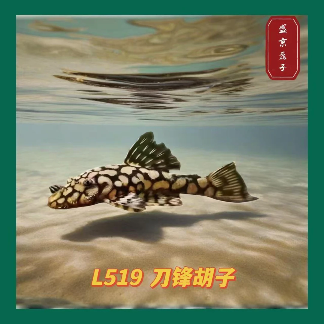 L519 刀锋胡子 3厘米1条（福袋赠品不包损）
