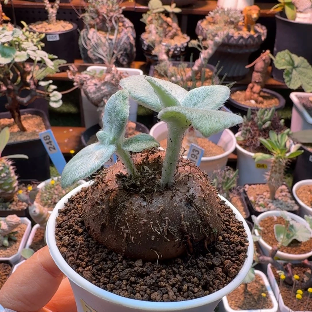 断涯女王294 仙人掌