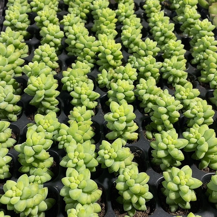 小玉坠1元带土发货