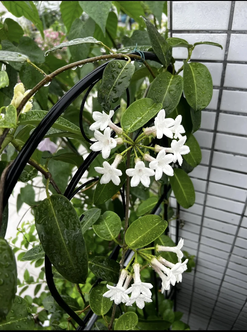 马达加斯加茉莉四季开花浓香带花苞木本清香型花卉绿植装饰佳品