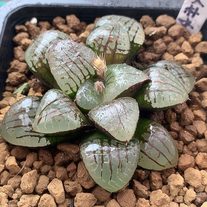 史扑水晶一物一拍