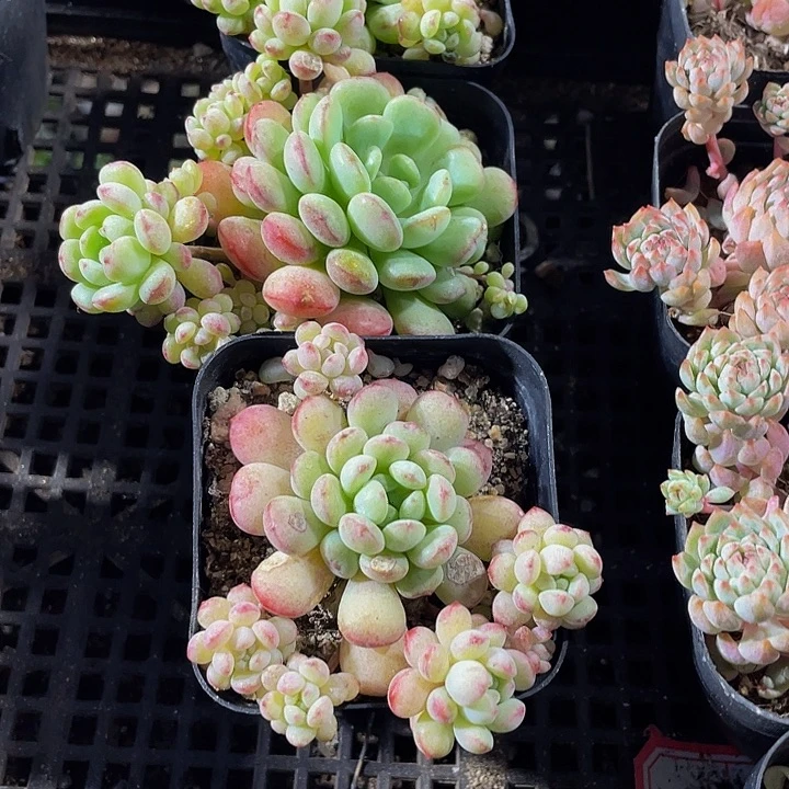 大萌豆带盆土发货