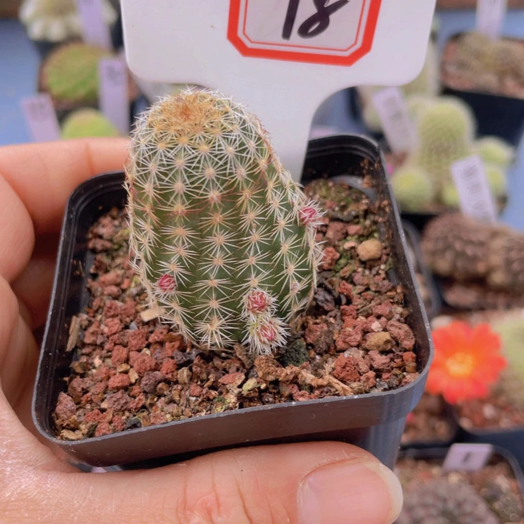 仙*球18往事多肉园仙人球