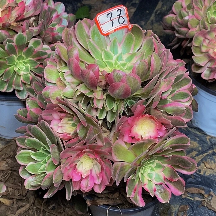 玉芙蓉老桩捧花38号