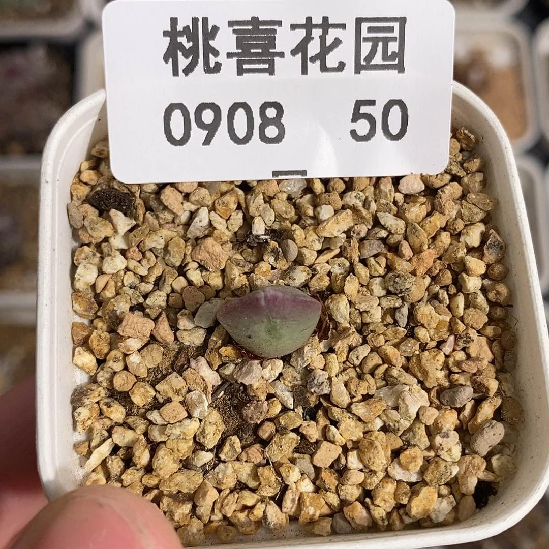 0908-50-空蝉开播福利。