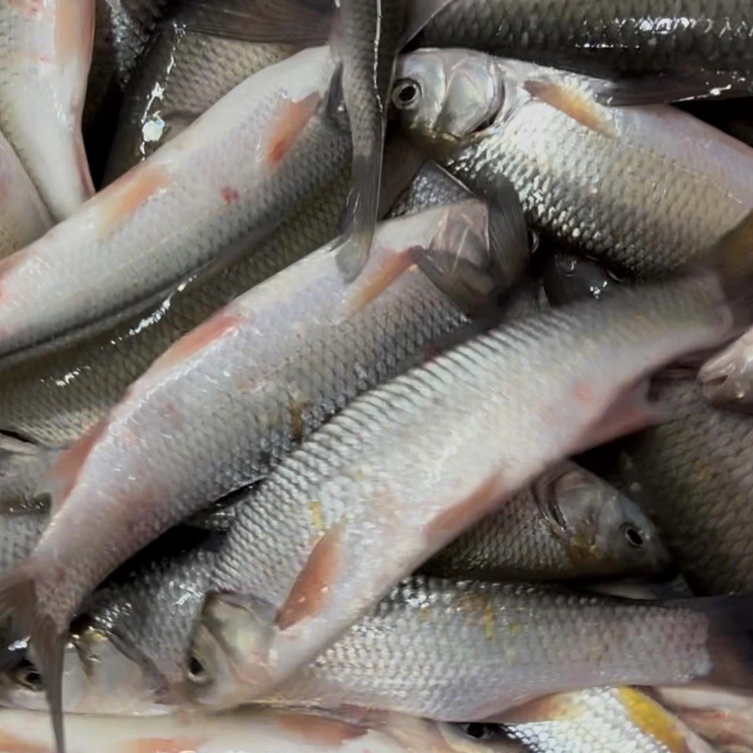 江雅罗 三花五罗之一雅罗 高货一份2斤