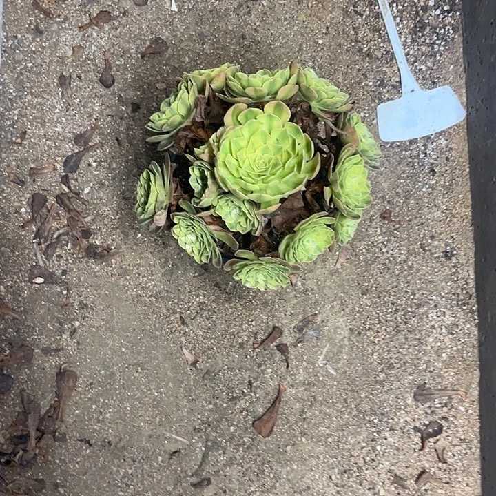 多肉植物雨荷锦……