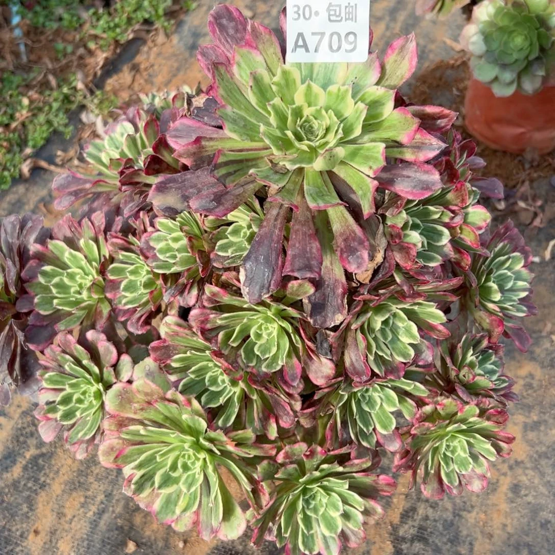 709 紫嫣多肉侧枝不包