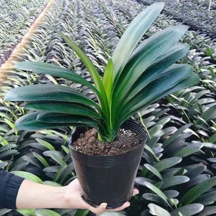 君子兰宽叶盆栽植物室内花卉办公桌面绿植好养净化空气吸甲醛