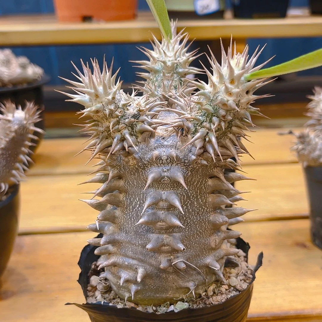 排刺粗刺大黑，潮流植物