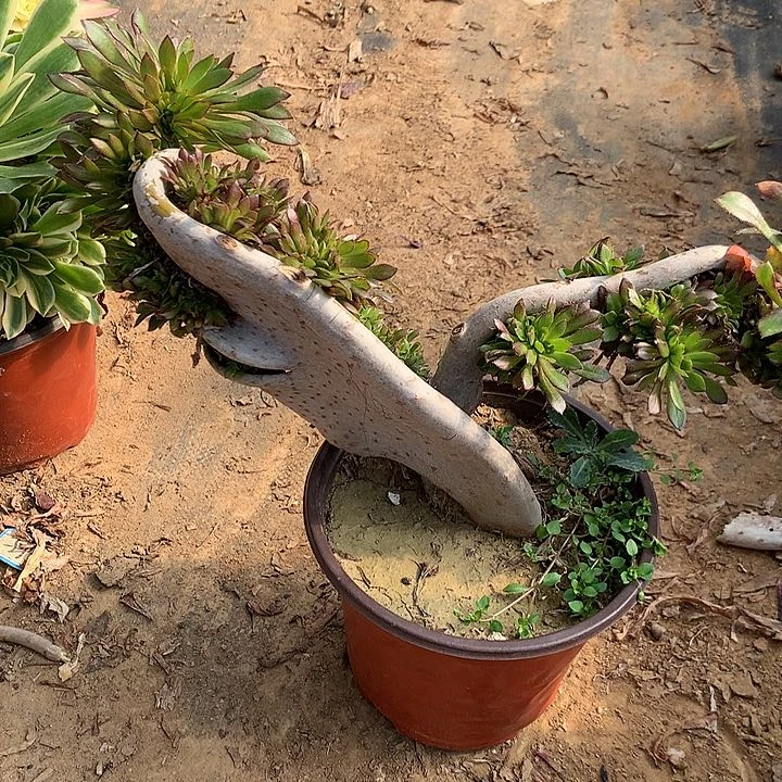 多肉植物黑缀有瑕疵25