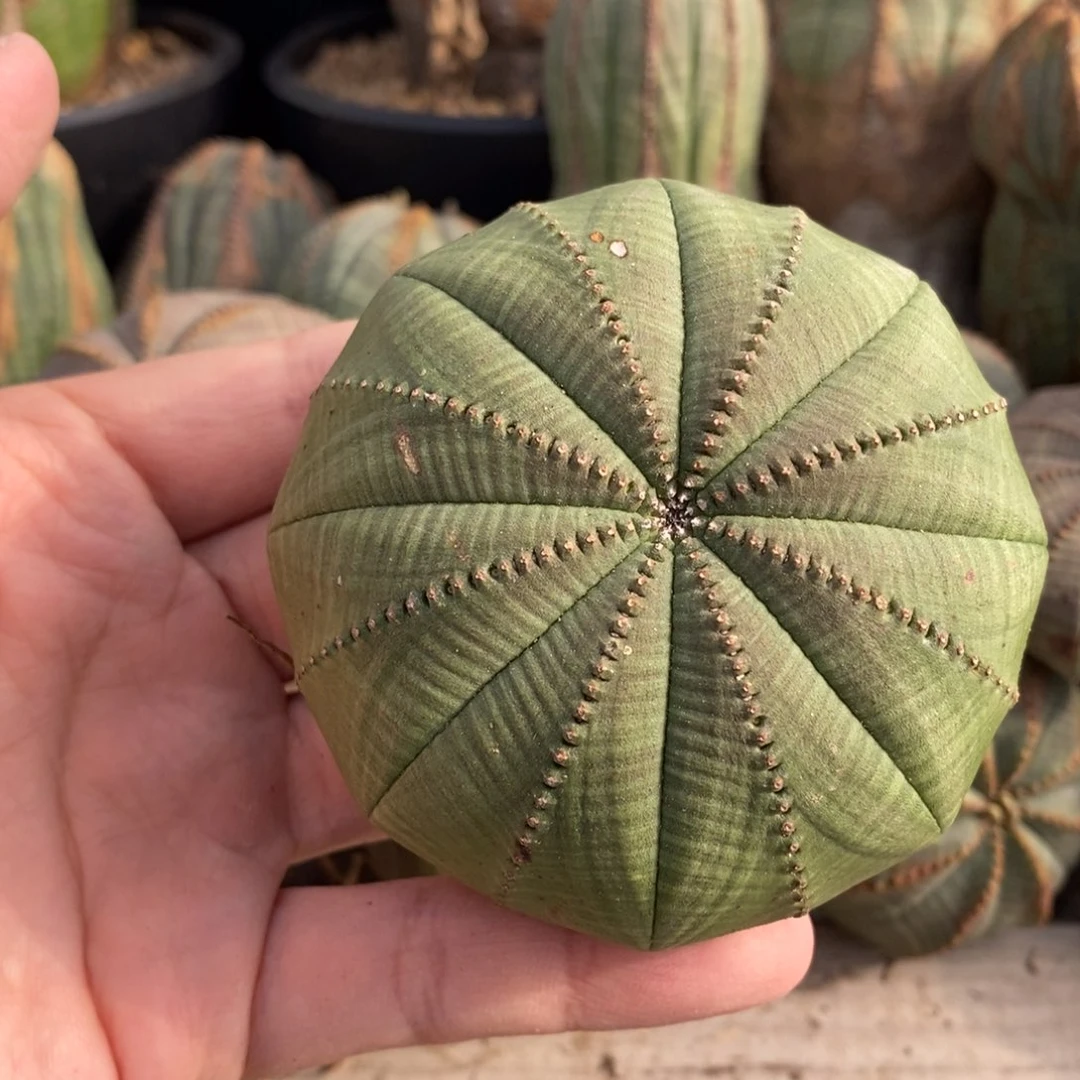 22 欧系实生布纹球多肉植物