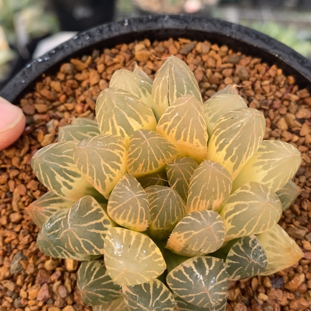 382胭脂十二卷多肉植物
