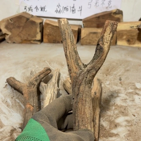 大果紫檀（缅甸花梨）河**浅