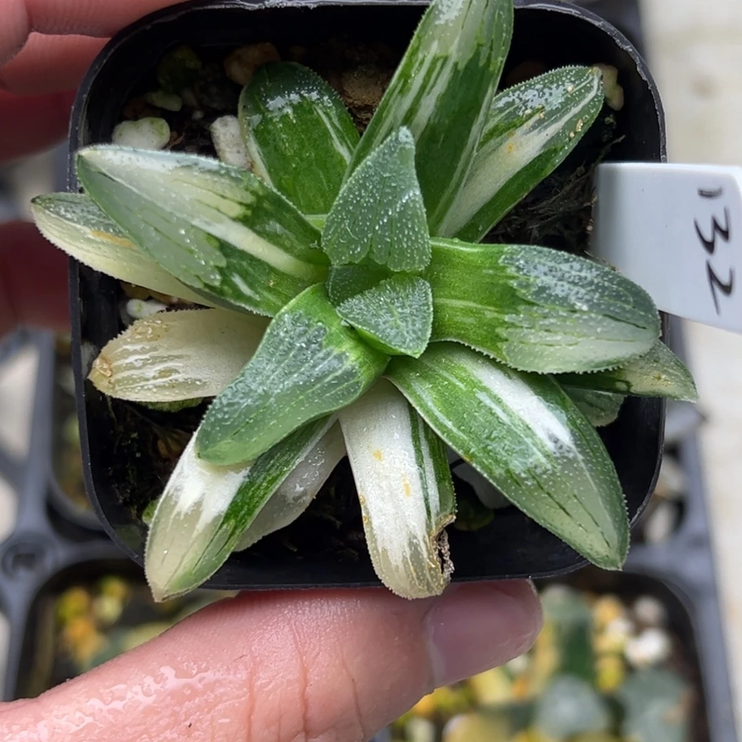 132柳叶蓝光魔面寿锦