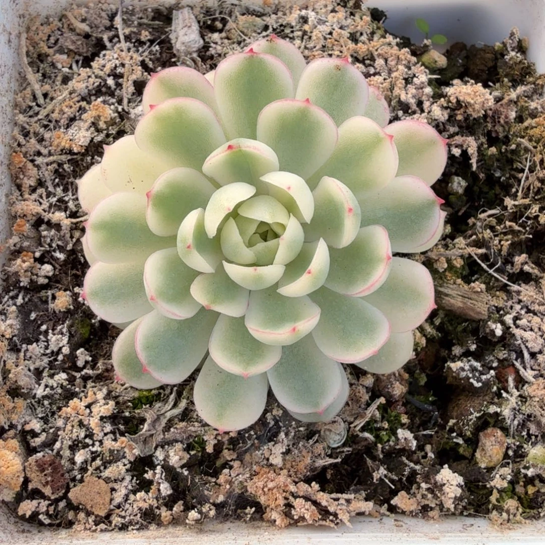 超白梦幻玫瑰锦锦上园艺一物一拍