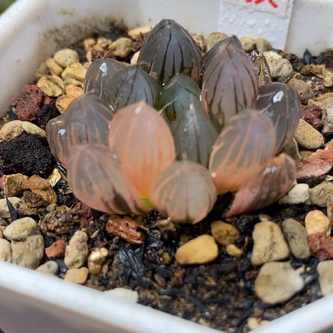 292霓虹灯玉露锦一物一拍
