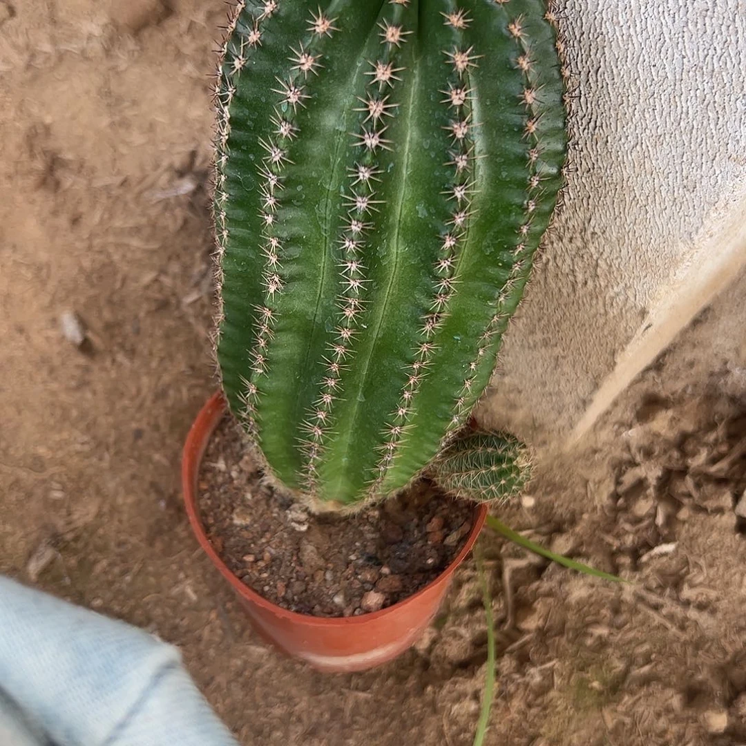 小***人实生黑金刚467899