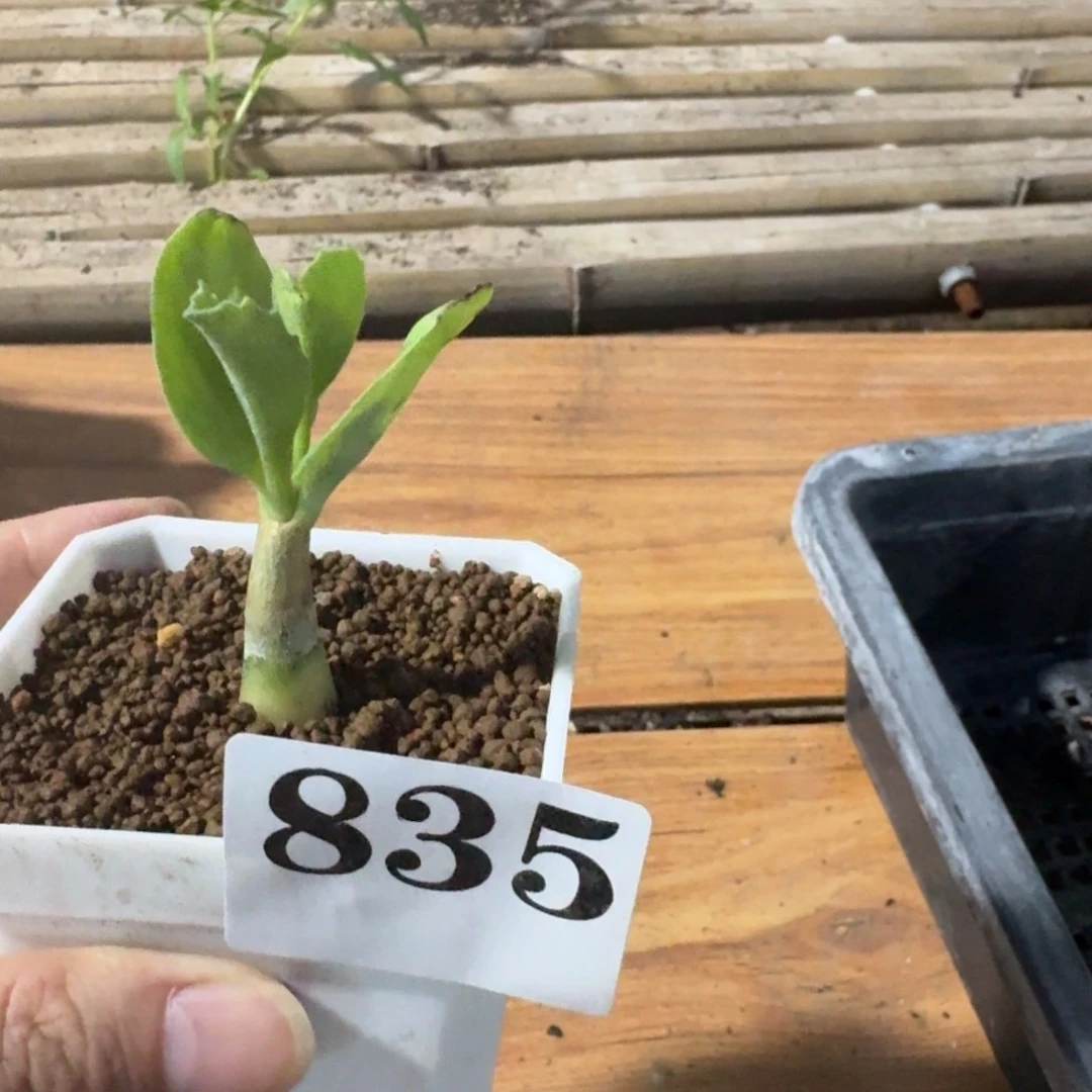 乱***柴安哥拉葡萄瓮一物一拍多肉植物