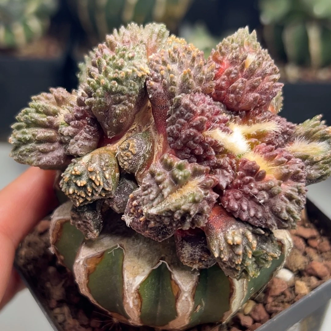 443 仙人球的比赛将