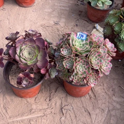 184多肉植物组合，