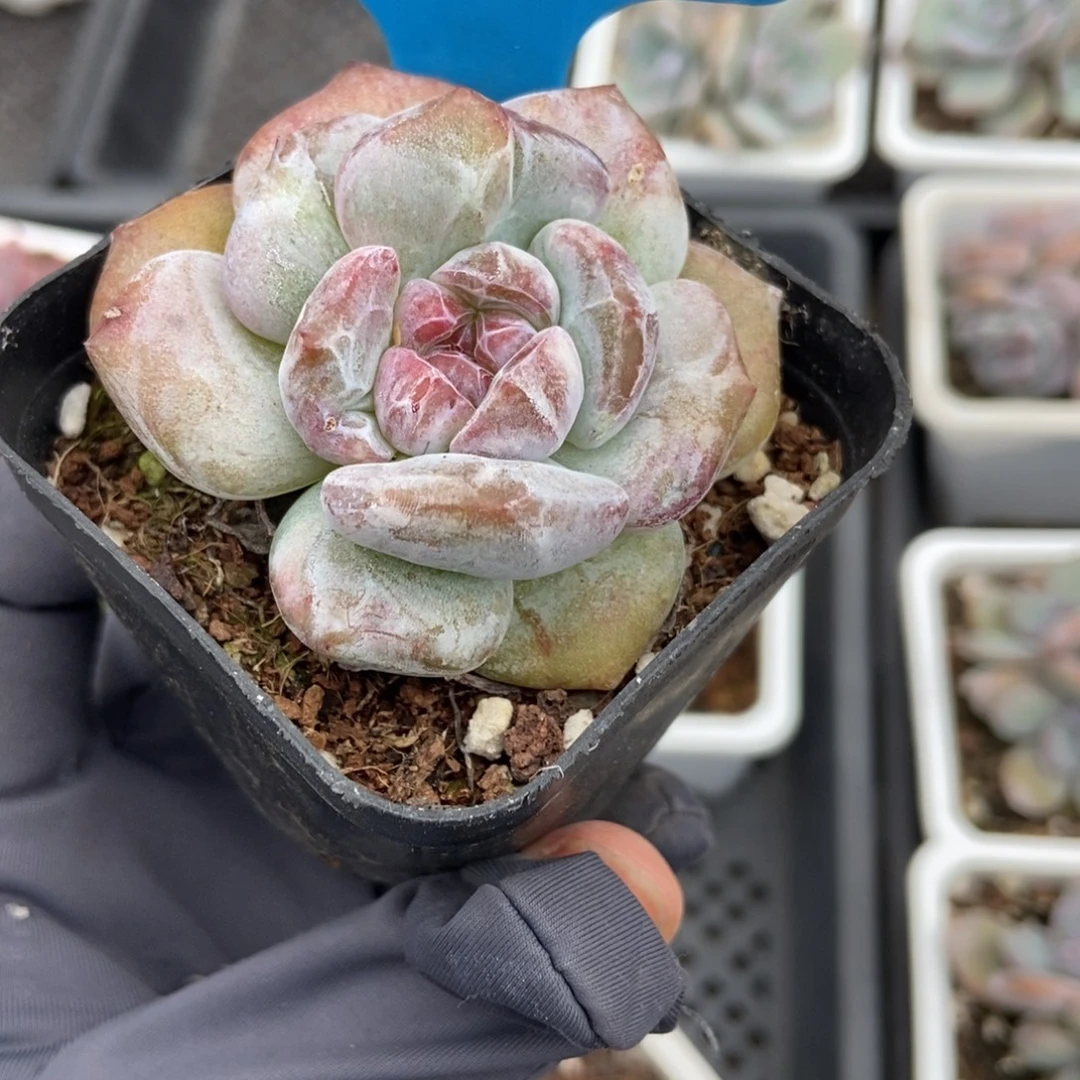 861石榴籽石化多肉植物